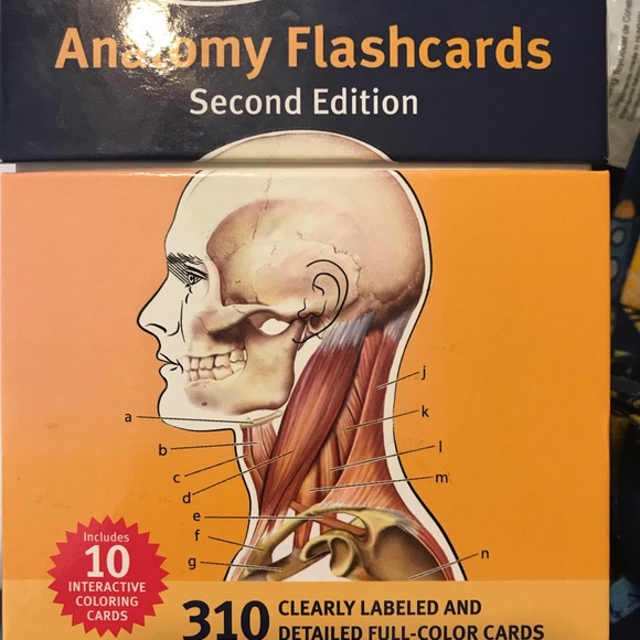 Other Anatomy Flash Cards Poshmark